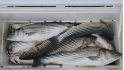 A cooler full of freshly caught fish